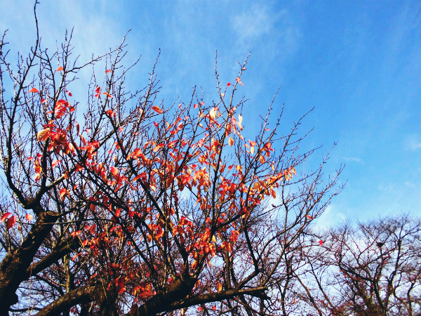 f:id:amenomorino:20141121210200j:plain f:id:amenomorino:20141121210200j:plain