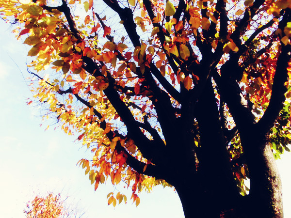 f:id:amenomorino:20141121210207j:plain f:id:amenomorino:20141121210207j:plain