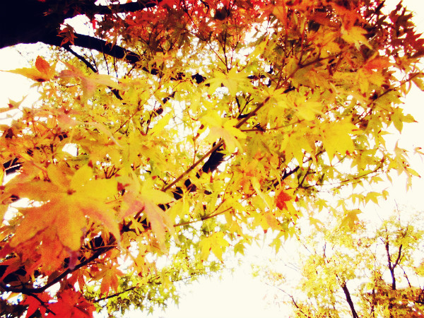 f:id:amenomorino:20141121210223j:plain f:id:amenomorino:20141121210223j:plain