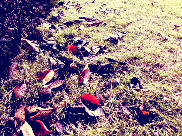 f:id:amenomorino:20141121210350j:plain f:id:amenomorino:20141121210350j:plain