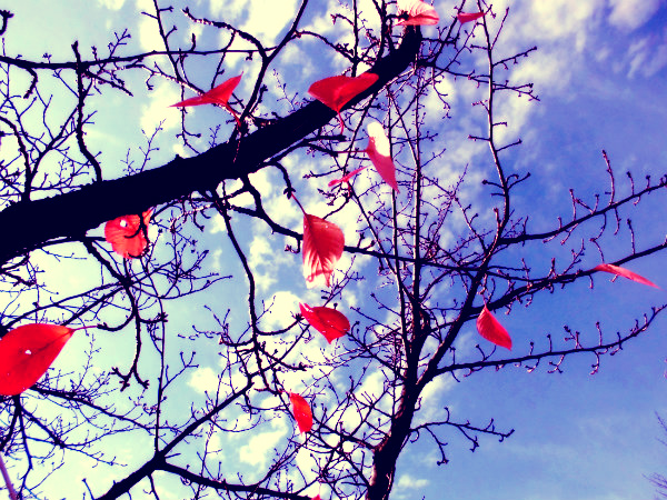 f:id:amenomorino:20141121211612j:plain f:id:amenomorino:20141121211612j:plain