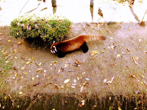 f:id:amenomorino:20141126080700j:plain f:id:amenomorino:20141126080700j:plain