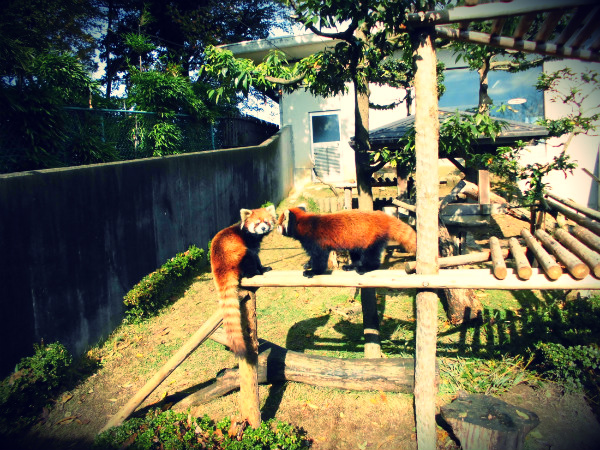 f:id:amenomorino:20141126080835j:plain f:id:amenomorino:20141126080835j:plain