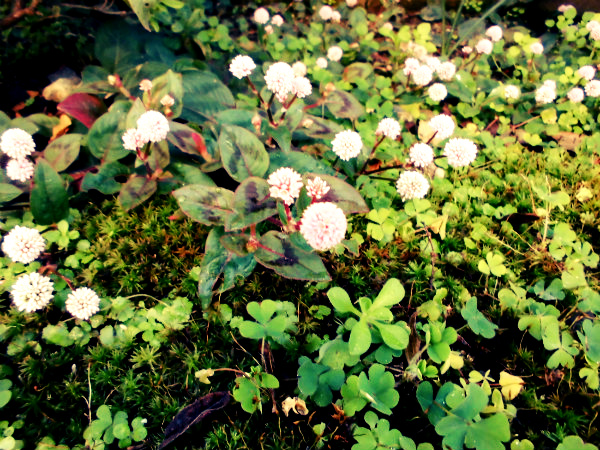 f:id:amenomorino:20141203185507j:plain f:id:amenomorino:20141203185507j:plain