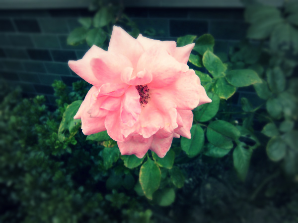 f:id:amenomorino:20141203185748j:plain f:id:amenomorino:20141203185748j:plain