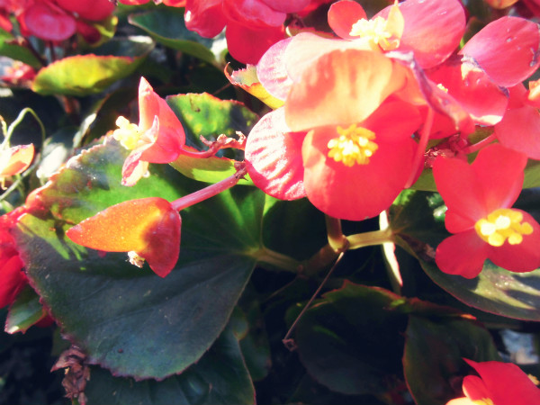 f:id:amenomorino:20141217083557j:plain f:id:amenomorino:20141217083557j:plain
