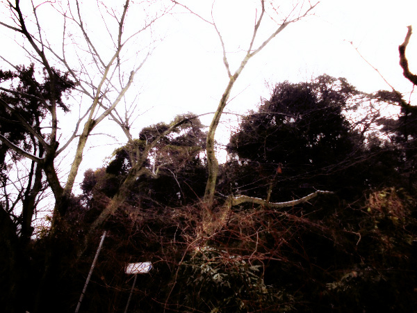 f:id:amenomorino:20150113164356j:plain f:id:amenomorino:20150113164356j:plain