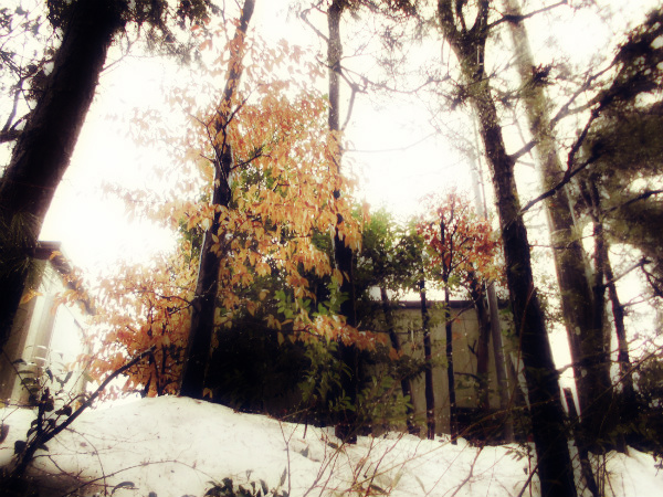 f:id:amenomorino:20150113164941j:plain f:id:amenomorino:20150113164941j:plain
