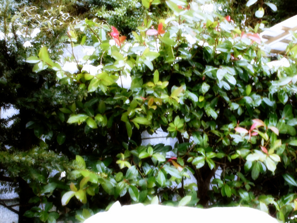 f:id:amenomorino:20150113171306j:plain f:id:amenomorino:20150113171306j:plain