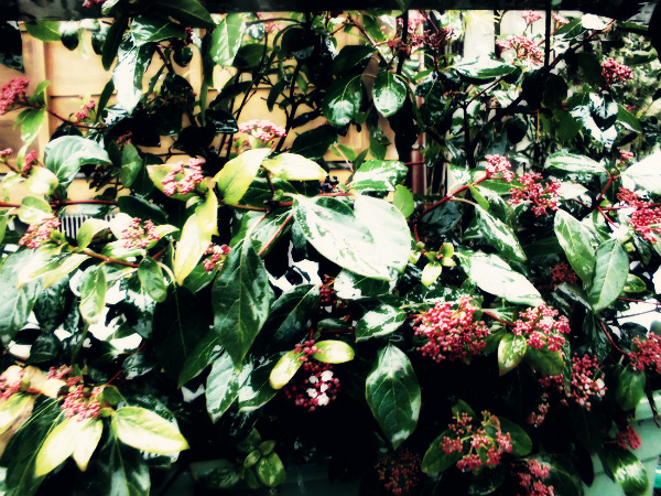 f:id:amenomorino:20150113171317j:plain f:id:amenomorino:20150113171317j:plain