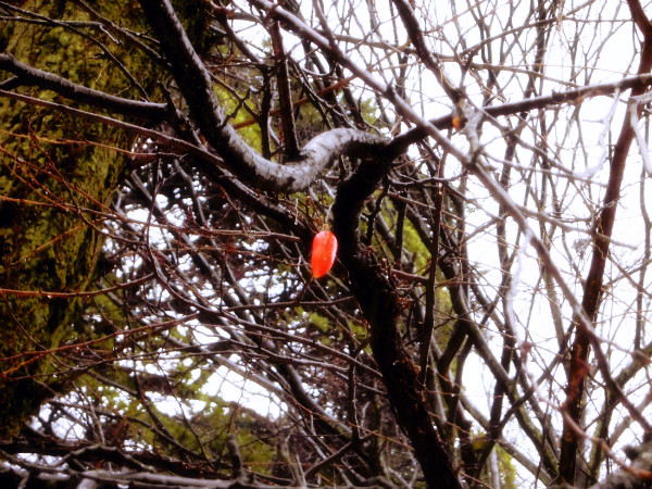 f:id:amenomorino:20150113171410j:plain f:id:amenomorino:20150113171410j:plain
