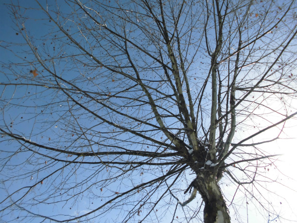 f:id:amenomorino:20150119063622j:plain f:id:amenomorino:20150119063622j:plain