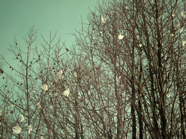 f:id:amenomorino:20150120184807j:plain f:id:amenomorino:20150120184807j:plain