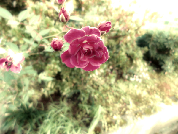 f:id:amenomorino:20150206180444j:plain f:id:amenomorino:20150206180444j:plain