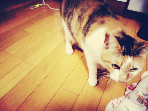f:id:amenomorino:20150227173138j:plain f:id:amenomorino:20150227173138j:plain