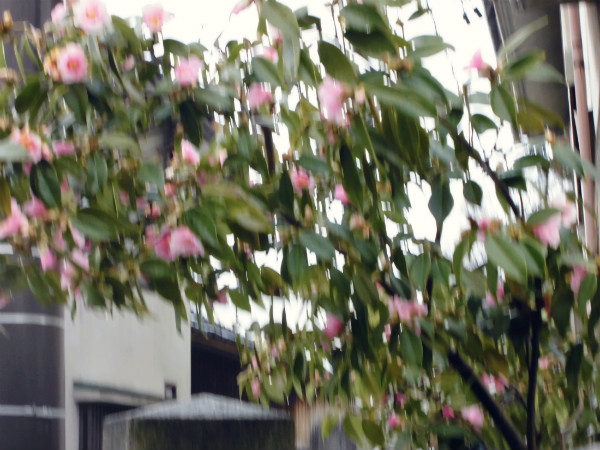 f:id:amenomorino:20150316063224j:plain f:id:amenomorino:20150316063224j:plain
