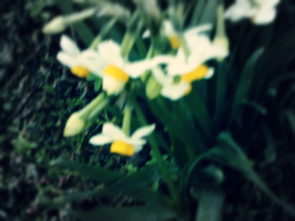 f:id:amenomorino:20150317152125j:plain f:id:amenomorino:20150317152125j:plain