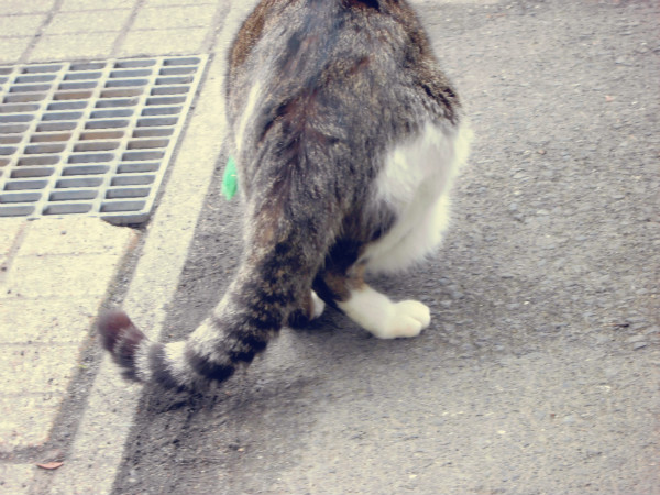 f:id:amenomorino:20150324082445j:plain f:id:amenomorino:20150324082445j:plain