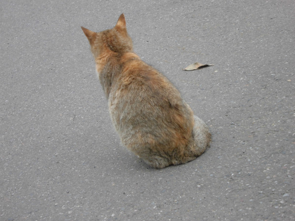 f:id:amenomorino:20150324082631j:plain f:id:amenomorino:20150324082631j:plain
