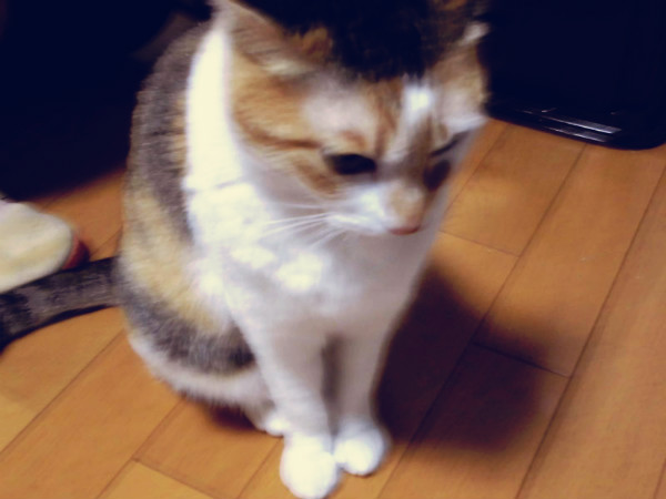 f:id:amenomorino:20150326062851j:plain f:id:amenomorino:20150326062851j:plain