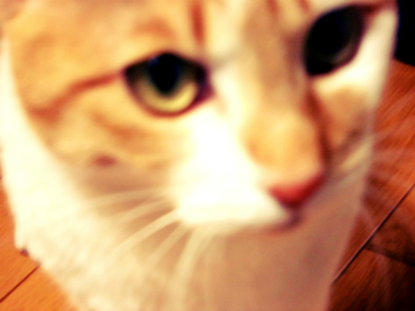 f:id:amenomorino:20150326063012j:plain f:id:amenomorino:20150326063012j:plain