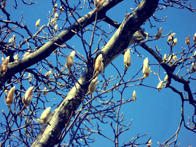 f:id:amenomorino:20150327083125j:plain f:id:amenomorino:20150327083125j:plain