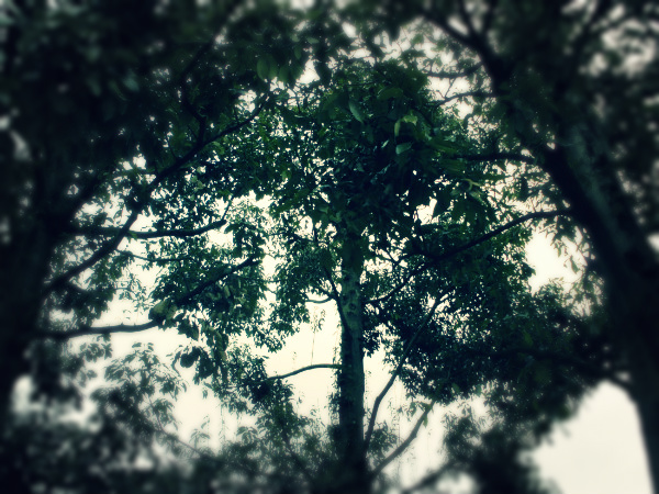 f:id:amenomorino:20150330080110j:plain f:id:amenomorino:20150330080110j:plain