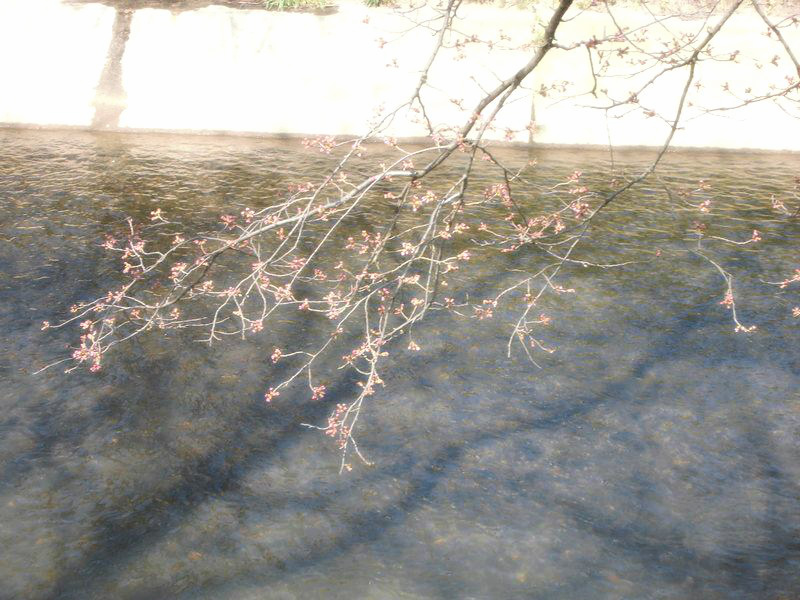 f:id:amenomorino:20150331182755j:plain f:id:amenomorino:20150331182755j:plain