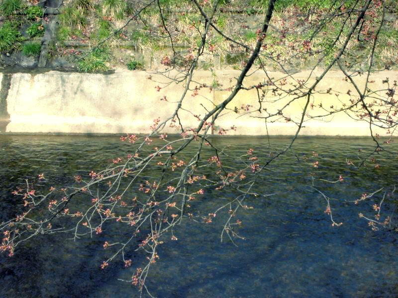f:id:amenomorino:20150331182806j:plain f:id:amenomorino:20150331182806j:plain