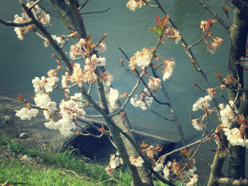 f:id:amenomorino:20150331184553j:plain f:id:amenomorino:20150331184553j:plain