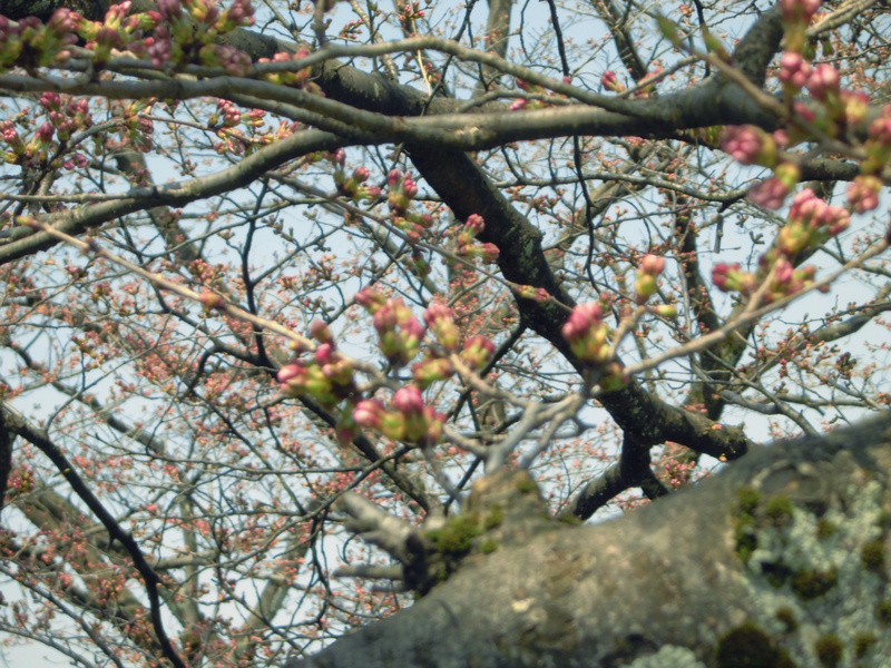 f:id:amenomorino:20150331184814j:plain f:id:amenomorino:20150331184814j:plain