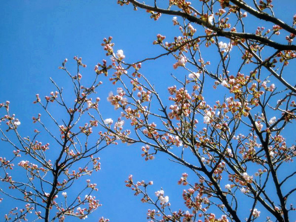f:id:amenomorino:20150404095705j:plain f:id:amenomorino:20150404095705j:plain