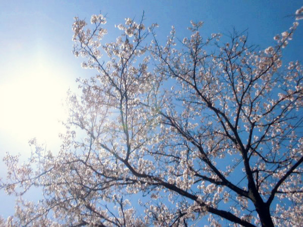 f:id:amenomorino:20150404095711j:plain f:id:amenomorino:20150404095711j:plain