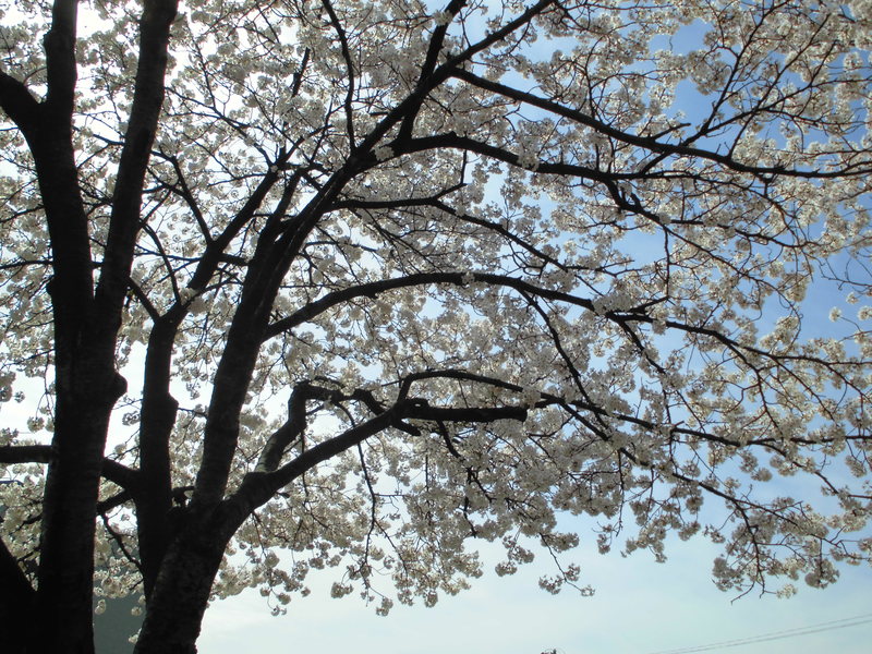 f:id:amenomorino:20150411154425j:plain f:id:amenomorino:20150411154425j:plain