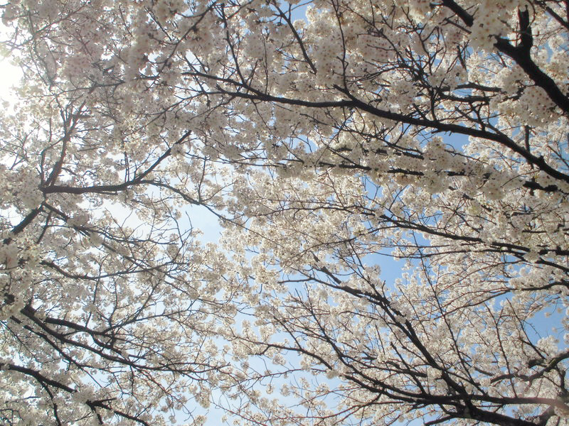 f:id:amenomorino:20150411154514j:plain f:id:amenomorino:20150411154514j:plain
