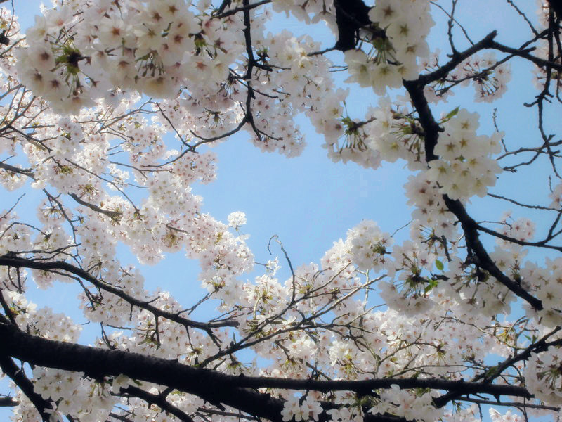 f:id:amenomorino:20150411154624j:plain f:id:amenomorino:20150411154624j:plain