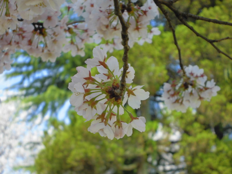 f:id:amenomorino:20150411160206j:plain f:id:amenomorino:20150411160206j:plain