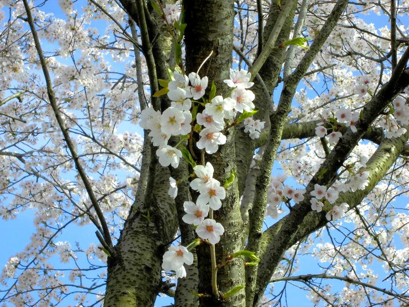 f:id:amenomorino:20150412144853j:plain f:id:amenomorino:20150412144853j:plain