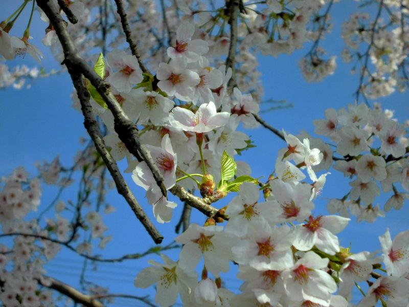f:id:amenomorino:20150412144917j:plain f:id:amenomorino:20150412144917j:plain