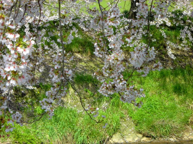 f:id:amenomorino:20150412151449j:plain f:id:amenomorino:20150412151449j:plain