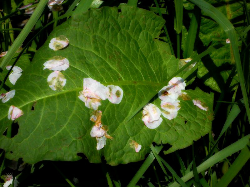 f:id:amenomorino:20150412151655j:plain f:id:amenomorino:20150412151655j:plain