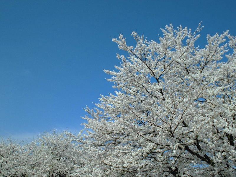 f:id:amenomorino:20150412160039j:plain f:id:amenomorino:20150412160039j:plain