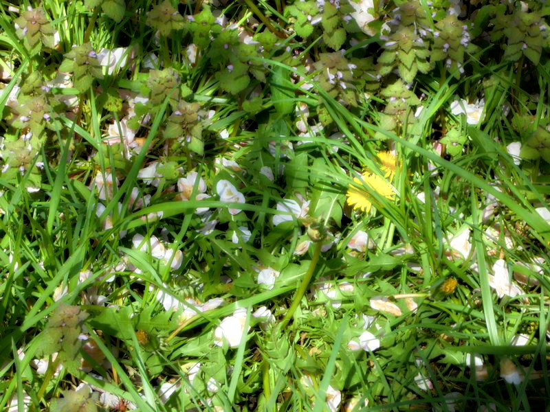 f:id:amenomorino:20150413062529j:plain f:id:amenomorino:20150413062529j:plain