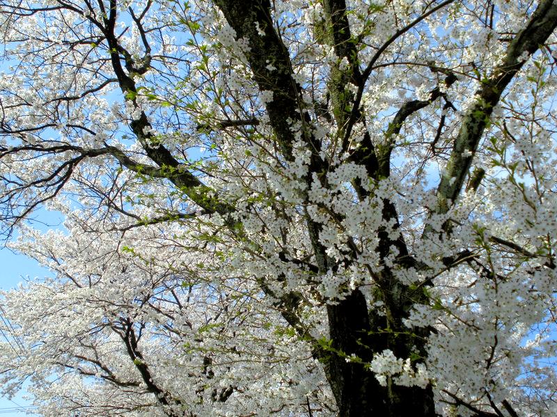 f:id:amenomorino:20150414131955j:plain f:id:amenomorino:20150414131955j:plain