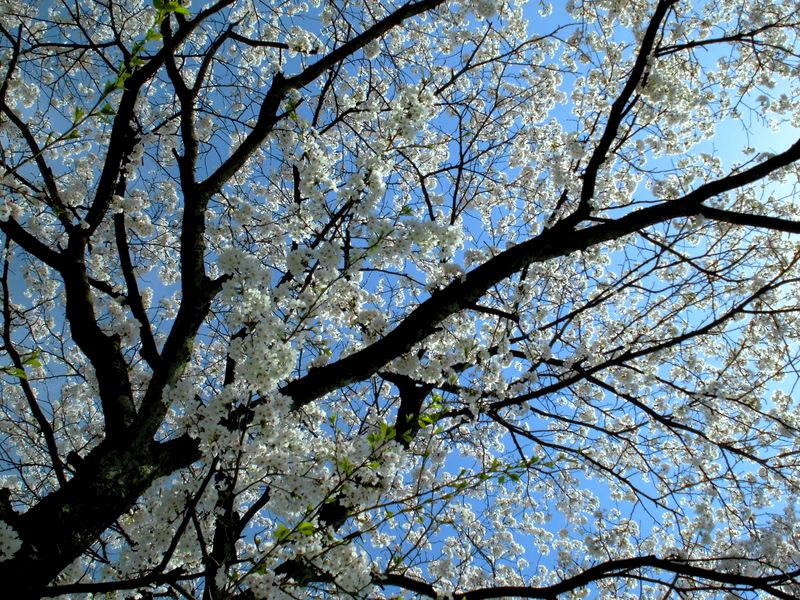 f:id:amenomorino:20150414132154j:plain f:id:amenomorino:20150414132154j:plain