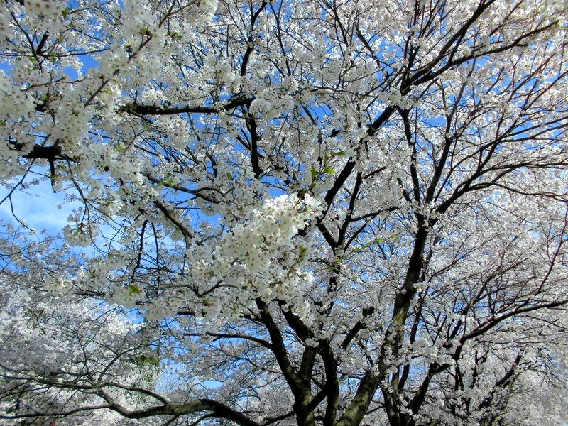 f:id:amenomorino:20150414132213j:plain f:id:amenomorino:20150414132213j:plain