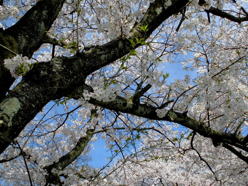 f:id:amenomorino:20150414132357j:plain f:id:amenomorino:20150414132357j:plain