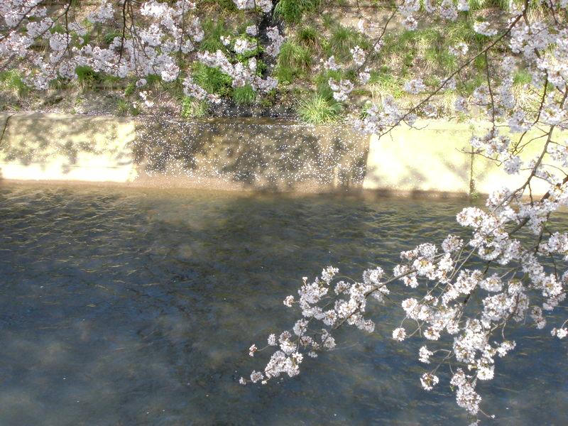 f:id:amenomorino:20150414132729j:plain f:id:amenomorino:20150414132729j:plain