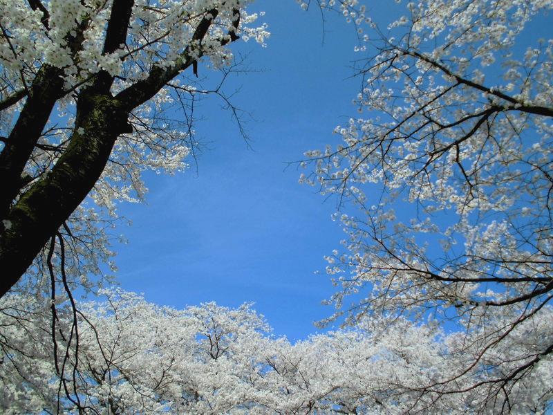 f:id:amenomorino:20150414133533j:plain f:id:amenomorino:20150414133533j:plain