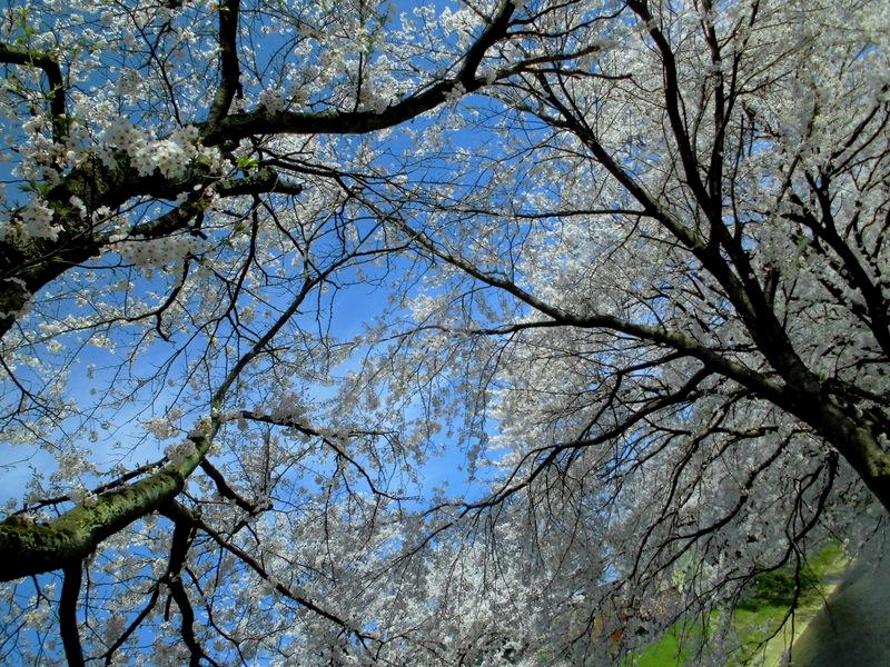 f:id:amenomorino:20150414133823j:plain f:id:amenomorino:20150414133823j:plain
